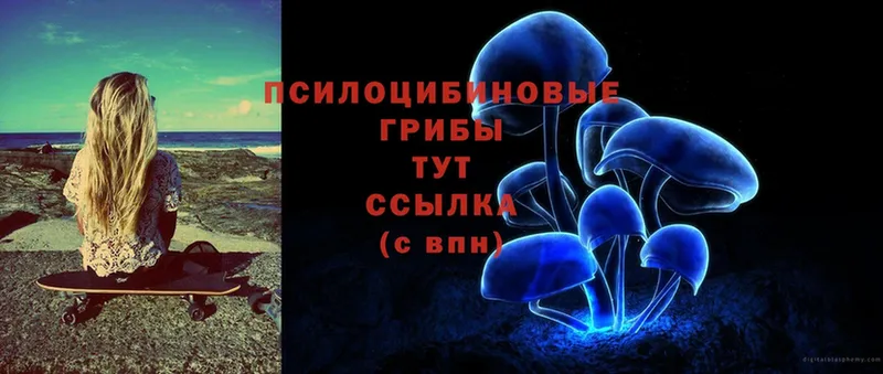 Псилоцибиновые грибы Magic Shrooms  blacksprut вход  Черногорск 